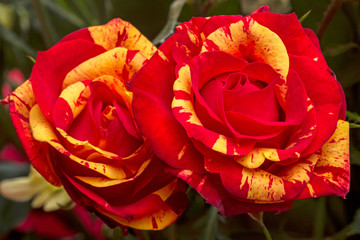 Two red roses with yellow