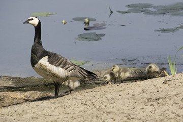 young barnacle gooses 
