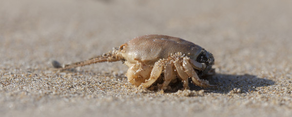 Crab