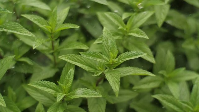 Fresh Mint Herb under rain