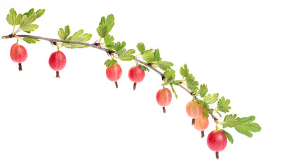 Branch with berries. Red gooseberries hanging on a bush. Isolated on white