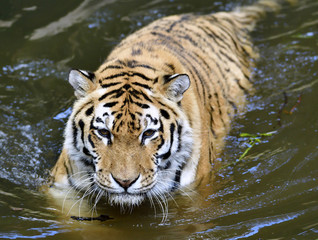 Fototapeta premium Tiger in water