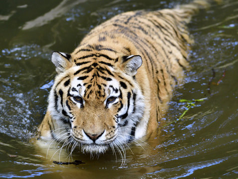 Tiger in water