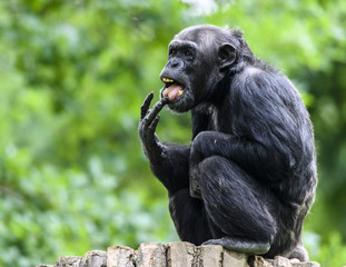 Chimpanzee