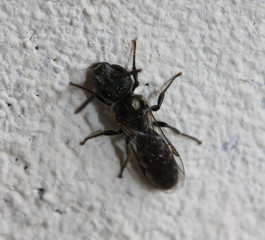 insecte