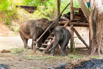 Naklejka premium Asian elephant in protected nature park near chiang Mai, northern Thailand