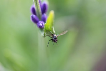 prise au piége