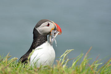 Puffin with fishes
