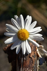 Daisies and an old wooden log