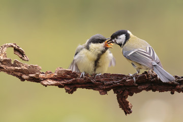 Tit0103