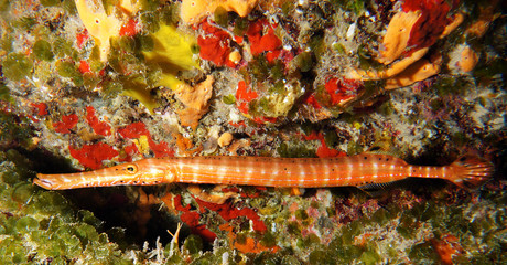 Trumpet Fish in a Cave