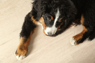 Cute funny dog lying on floor at home
