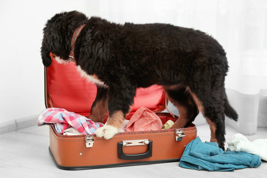 Cute funny dog with open suitcase at home