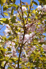 Cherry Blossom