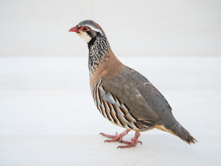 wild red-legged partridge bird
