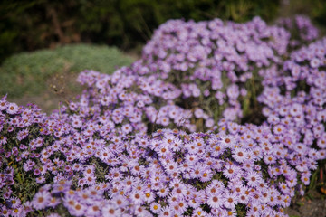Butterfly on purple flowers in the park