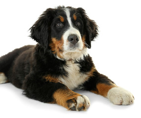 Cute funny dog on white background