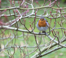 Robin on a Budding Bush