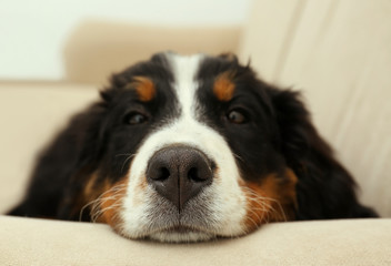 Cute funny dog lying on sofa at home, closeup