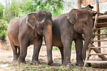 Fototapeta na wymiar Asian elephant in Thailand