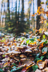 autumn mushrooms under the snow