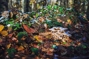 autumn mushrooms under the snow