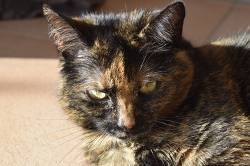 Schildpattkatze