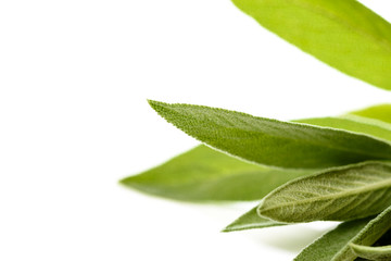 Salbeispitzen isoliert