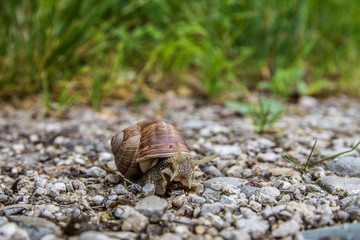 Schnecke - Waldbewohner in Deutschland 