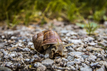 Schnecke - Waldbewohner in Deutschland (Vignette)