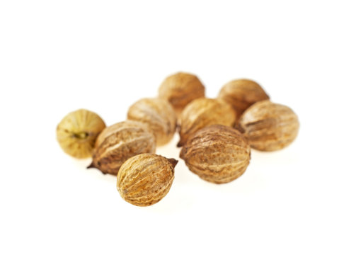 Coriander seeds isolated on white background, selective focus