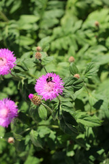 Fototapeta premium Clover and bumblebee