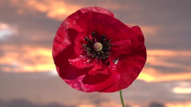 Red poppy in rainy weather with raindrops swinging from the wind against the background of thunderclouds. Slow motion 240 fps. Full HD 1080p. 