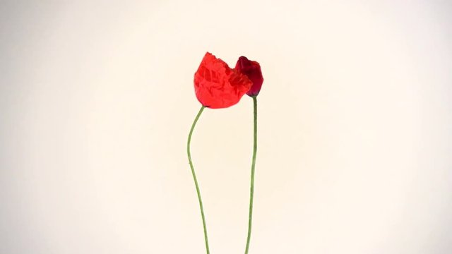 Red poppy blooming in time-lapse on a white background. Two red poppies beautifully blossom by turns. High speed camera shot. Full HD 1080p. Timelapse 