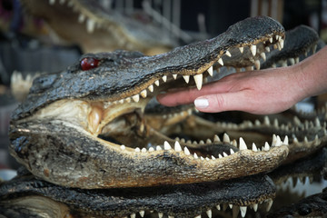 Obraz premium Promise Not To Bite