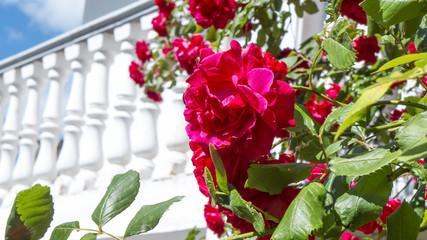 Red roses in a home garden