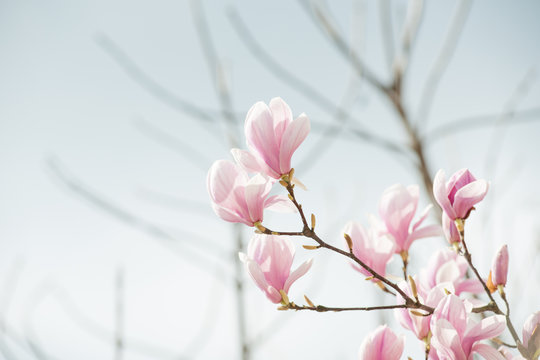 magnolia