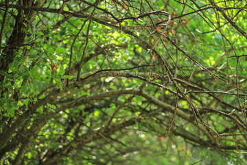 Texture. Dry tree branches and foliage