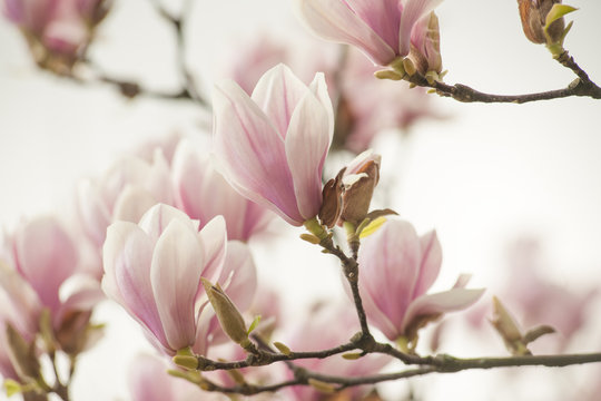 magnolia