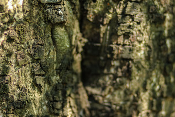 Old Wood Tree Texture Background Pattern