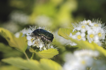 Rose chafer (Cetonia aurata) beetle on Common ninebark (Physocarpus opulifolius).