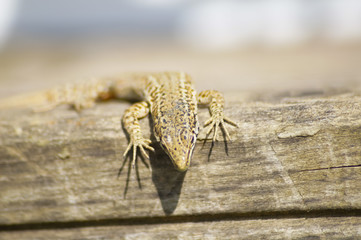 Lizard on Wood