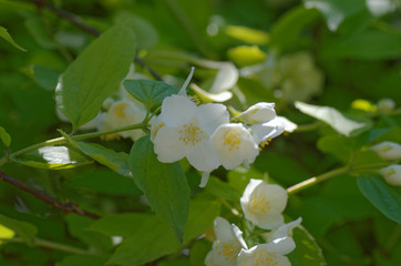 Jasmine flowers closeup.
