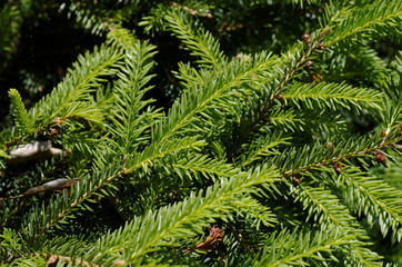 Coniferous tree closeup