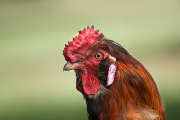 Rooster's Head