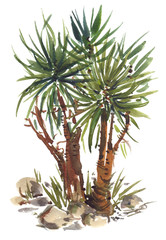Big yucca tree with green leaves growing on rocky patch of soil painted in watercolor on clean white background - 162563831