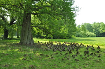 Krajobraz wielkopolski © Rafa