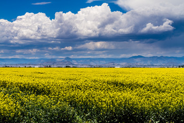 Yellow Canola Rapeseed Fields in Bloom