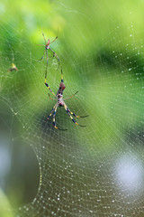 Giant Wood Spiders (Nephila maculata),   male and female.