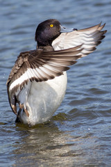Tufted duck dance. Washing with wings outstretched on water. Aesthetic nature image.
